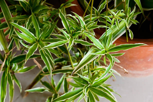 istock Chlorophyll, green spider plant 1136722571