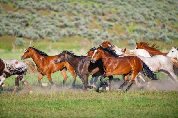 istock Running of the wild horses 1136722581