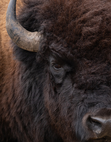 Extreme close up of the left eye, base of the left horn, nose, and the thick fur of an American bison.