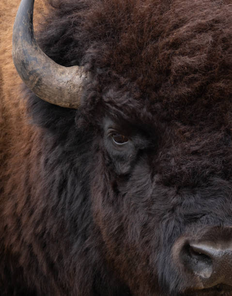 Close Up of the Right Side of an American Bison's Face Extreme close up of the left eye, base of the left horn, nose, and the thick fur of an American bison. flared nostril photos stock pictures, royalty-free photos & images
