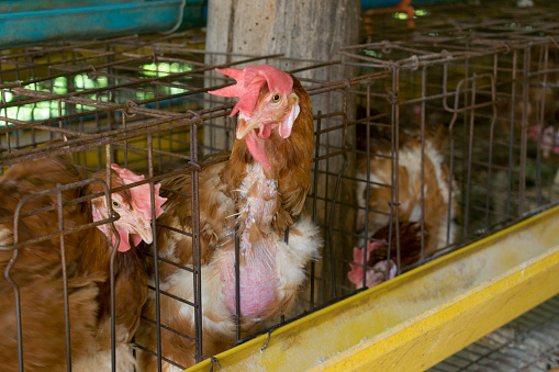 Laying hens in a cage that needs freedom