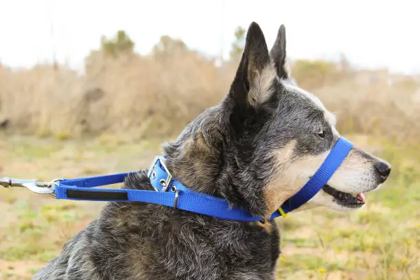 Queensland Blue Heeler dog wearing head halter with natural lighting and tongue out sideshot