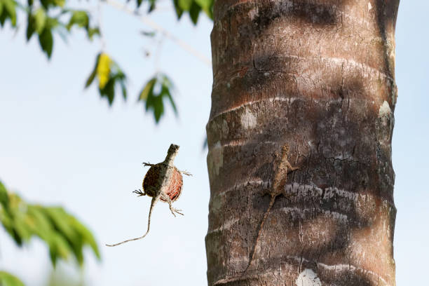 kuvapankkikuvat ja rojaltivapaat kuvat aiheesta draco-liskot lentävät tai liukuvat sademetsissä thaimaassa - draco constellation