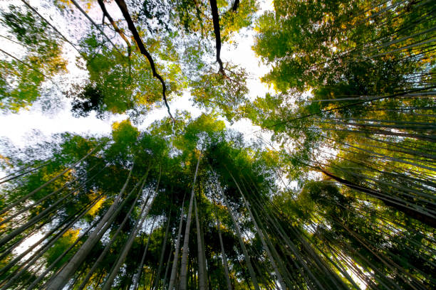 istock Bamboo at Arashiyama Bamboo Groves,Japan 1136729149