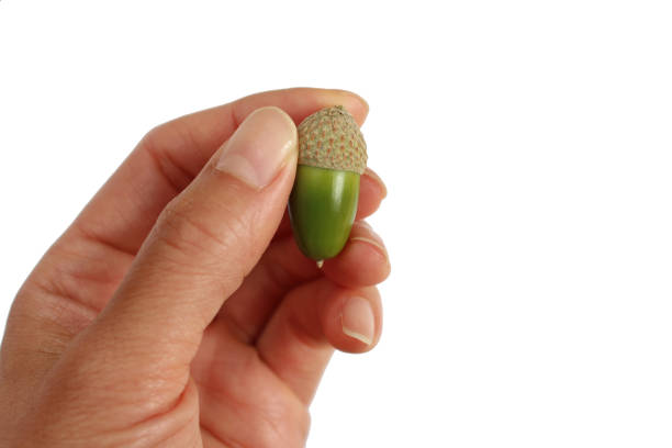 Holding green acorn isolated white background
