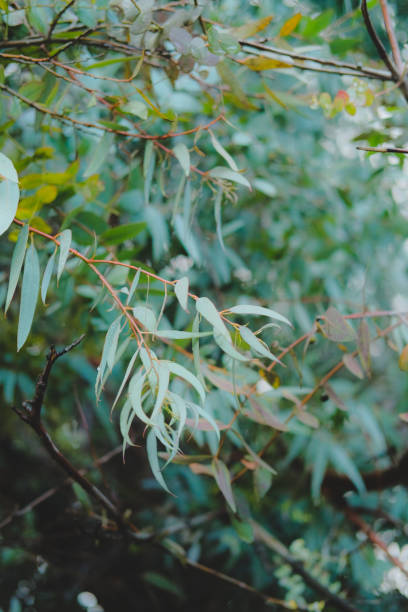 Eucaliptus globulus tree foliage outdoors. Round and long leaves on branches.