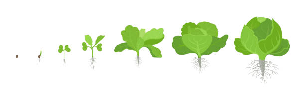 300 Life Cycle Flowering Plant Stock Illustrations Royalty Free 300 Life Cycle Flowering Plant Stock Illustrations Royalty Free