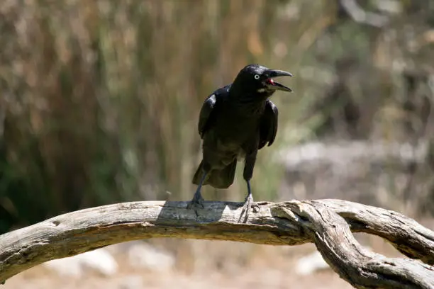 Photo of an Australian raven