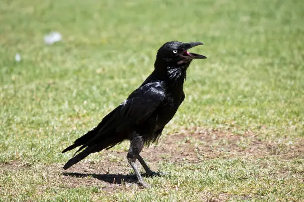 Photo of an Australian raven