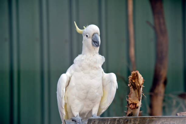 istock sulphur crested cockatoo 1136733034