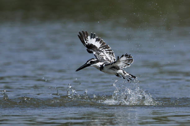 istock Pied kingfisher (Ceryle rudis) 1136733098