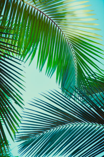 istock Coconut palm tree under blue sky. Vintage background. Retro toned poster. 1136733808