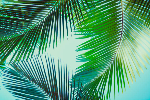 istock Coconut palm tree under blue sky. Vintage background. Retro toned poster. 1136733854