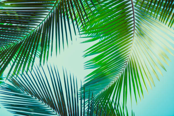 istock Coconut palm tree under blue sky. Vintage background. Retro toned poster. 1136733913