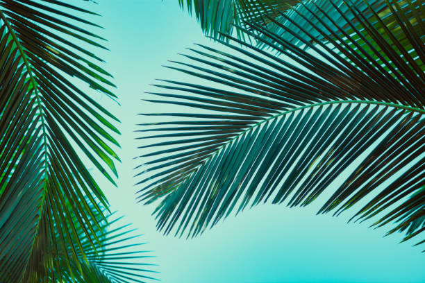 istock Coconut palm tree under blue sky. Vintage background. Retro toned poster. 1136733933