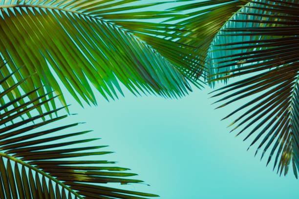istock Coconut palm tree under blue sky. Vintage background. Retro toned poster. 1136733966