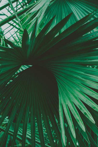 istock Palm Leaves. Vintage background. Retro toned poster. 1136734031
