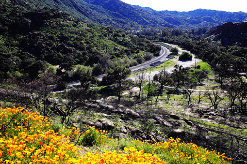 Santa Susana Train Tunnel, a routine way for Amtrak Pacific Surfliner, Coast Starlight and Metrolink Ventura Line. California poppy bloom observed at its west opening