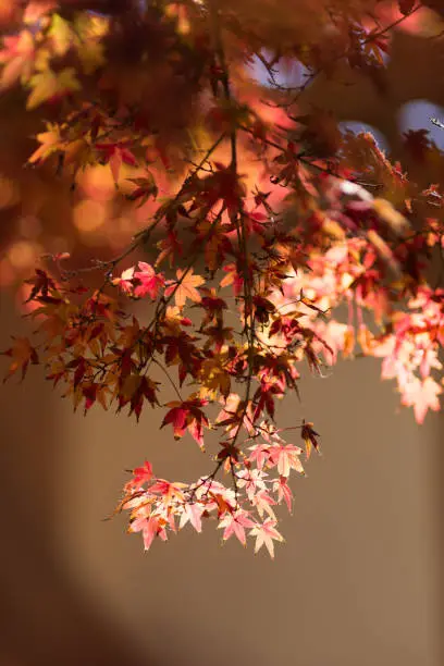 Fall Color Maple, Napa Valley, CA