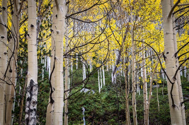 Aspen leaves changing in autumn in Colorado Changing aspen leaf colors of autumn birch gold group review usa stock pictures, royalty-free photos & images