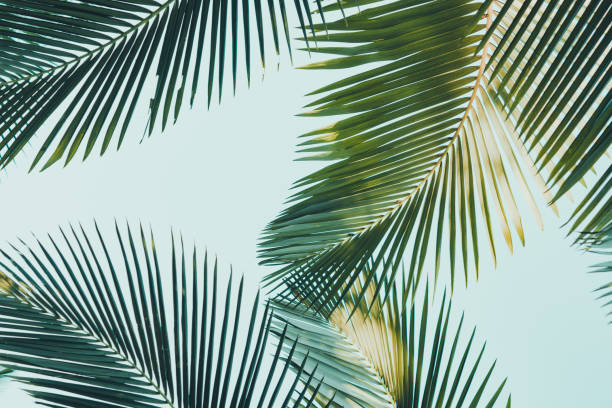 istock Coconut palm tree foliage. Vintage background. Retro toned poster. 1136734935