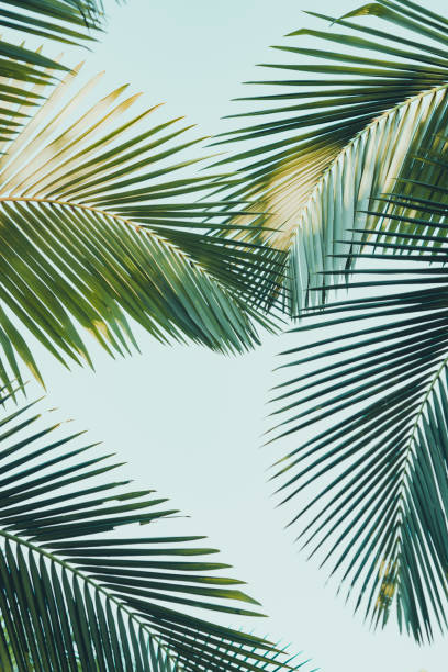 istock Coconut palm tree foliage. Vintage background. Retro toned poster. 1136734953