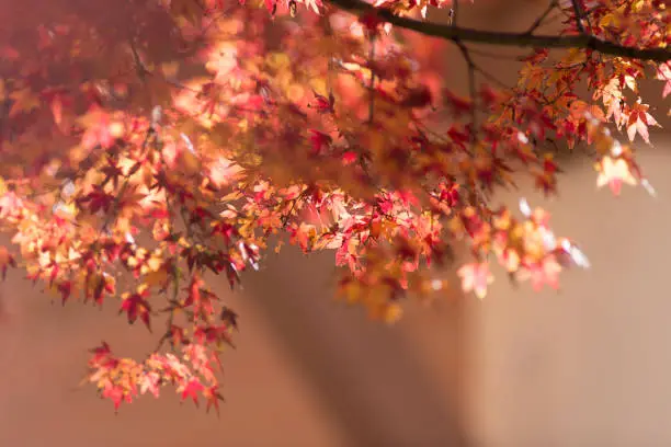 Fall Color Maple Red, Napa Valley, CA