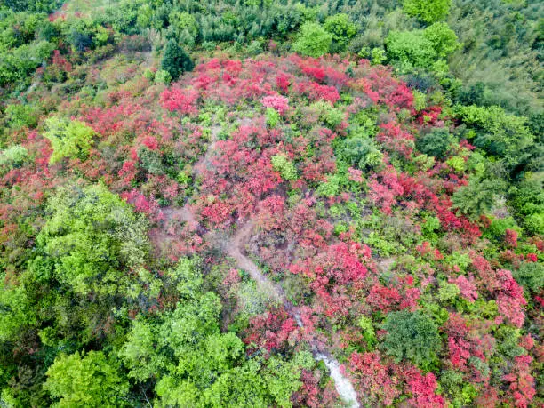 azalea mountain aerial photography