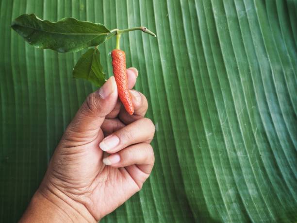 istock Indian long pepper and hand on banana leaves 1136735997