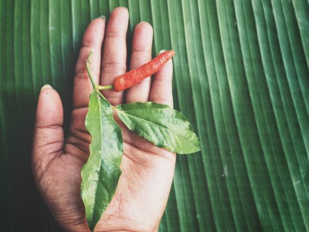 Indian long pepper and hand on banana leaves
