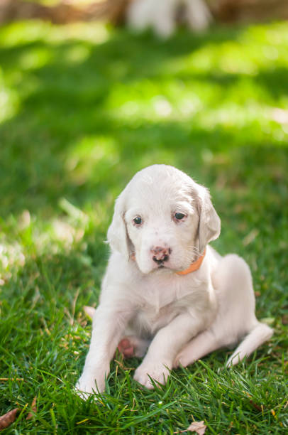 istock Dalmatian puppy to outdoors 1136736576