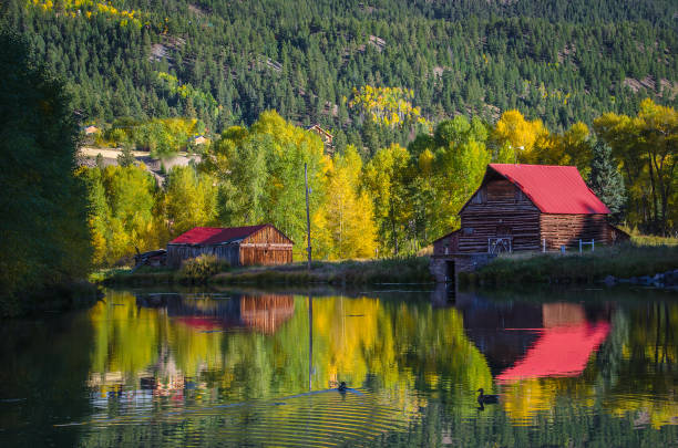 istock Aspen leaves changing in autumn in Colorado 1136737211