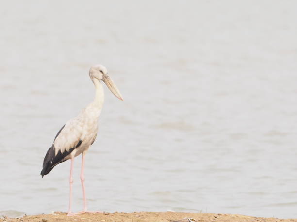 istock Bird name Asian Openbill stand on sand in lagoon 1136737500