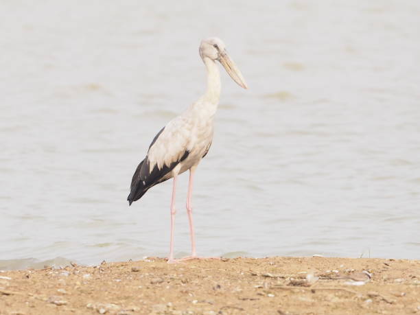 istock Bird name Asian Openbill stand on sand in lagoon 1136737503