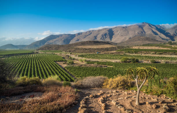 paisagem bonita de winelands do cabo, região crescente de vinho em áfrica do sul - south africa cape town winelands constantia - fotografias e filmes do acervo
