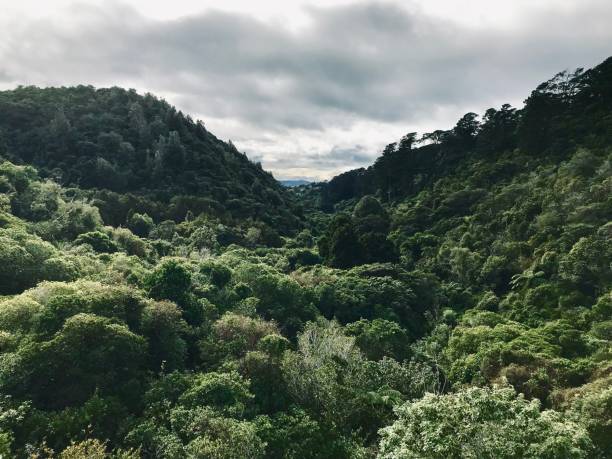 istock New Zealand forest 1136737791