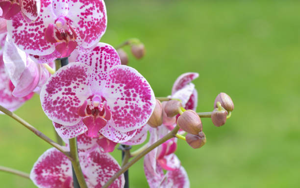 istock pink and white orchid flowers on green background 1136739376