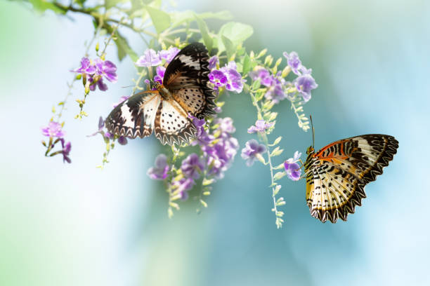 istock Pair of Leopard Lacewing butterfly feeding 1136743093