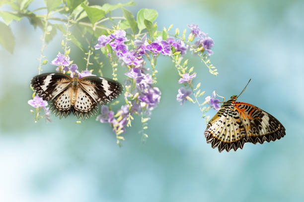 istock Pair of Leopard Lacewing butterfly feeding 1136743602