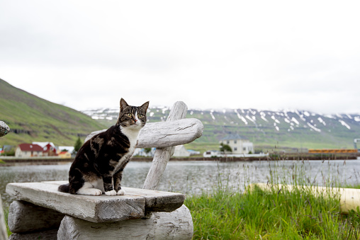 cat in Iceland