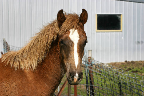 Chestnut Cob Foal A Chestnut Welsh Cob Colt 5 months of age welsh pony foal stock pictures, royalty-free photos & images
