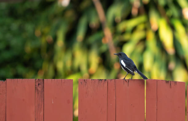 Close up Oriental Magpie Robin Perched on Wooden Isolated on Background Closeup Oriental Magpie Robin Perched on Wooden Isolated on Background oriental magpie robin bird copsychus saularis perching on a branch stock pictures, royalty-free photos & images