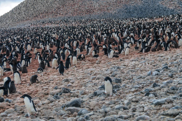 istock Adelie Penguins on Paulet Island 1136749340