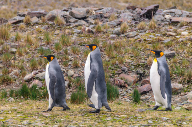 três rei pinguins no louro de fortuna - south georgia falkland islands mode of transport nature - fotografias e filmes do acervo