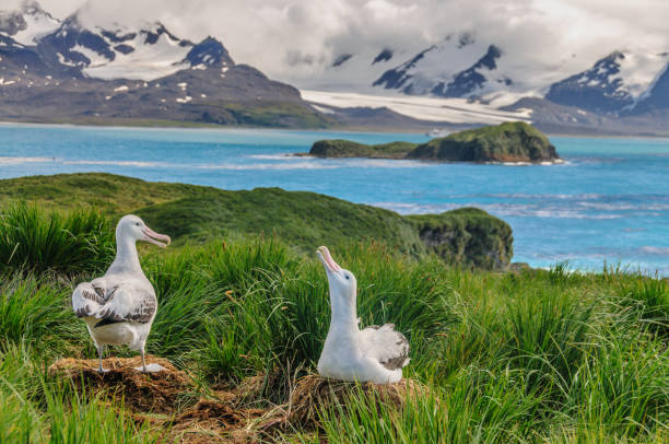 istock Wandering Albatross Couple on it's Nest 1136749350