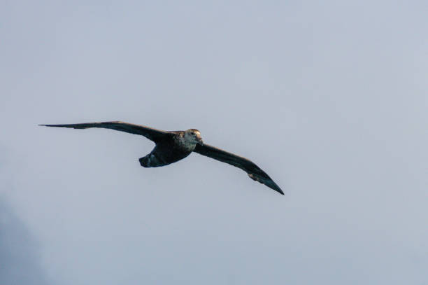 istock A Southern Giant Petrel in Flight 1136749363