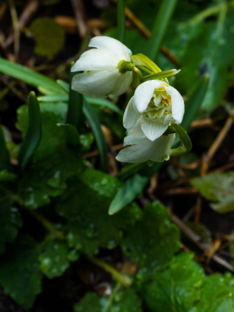 istock blurred Beautiful snowdrop flowers Galanthus nivalis close up. 1136750109