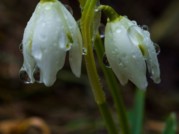 istock First flowers, with macro water drop on leafs Spring snowdrops flowers in forest, selective focus 1136750217