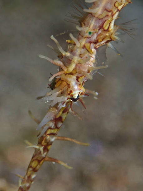 ornate ghost pipefish, geisterpfeifenfisch (solenostomus paradoxus) - sea life ghost pipefish thin ghost pipefish thin stock-fotos und bilder