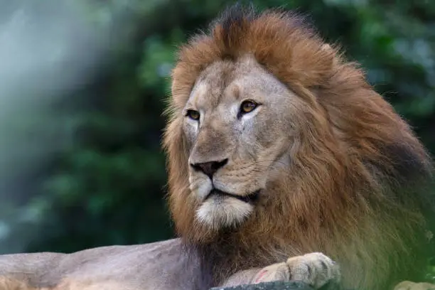 King of the Jungle, Asiatic lion, Panthera leo leo, Singapore zoo, Singapore